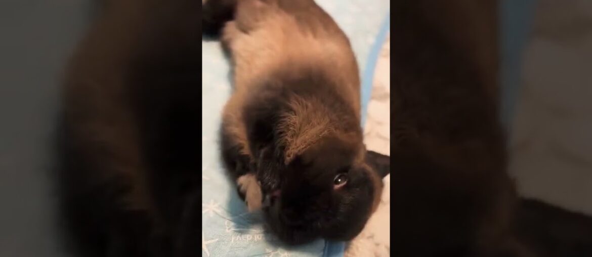Cute Funny Baby Rabbit | My Bunnies #shorts #short #rabbit #animal #bunny #bunnies #animals #pets Cute Funny Baby Rabbit | My Bunnies #shorts #short #rabbit #animal #bunny #bunnies #animals #pets