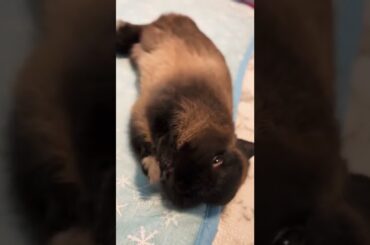 Cute Funny Baby Rabbit | My Bunnies #shorts #short #rabbit #animal #bunny #bunnies #animals #pets