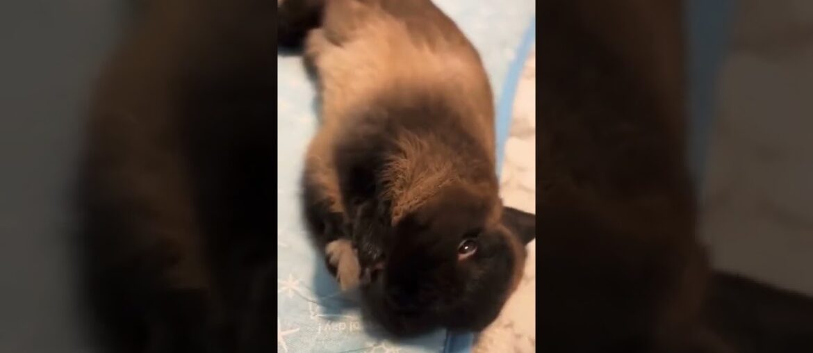 Cute Funny Baby Rabbit | My Bunnies #shorts #short #rabbit #animal #bunny #bunnies #animals #pets Cute Funny Baby Rabbit | My Bunnies #shorts #short #rabbit #animal #bunny #bunnies #animals #pets