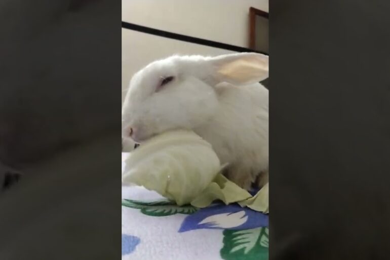 Cute bunny eating cabbage #rabbit #bunny #shorts #vlog #baby video #chubby #bunny #shortvideo