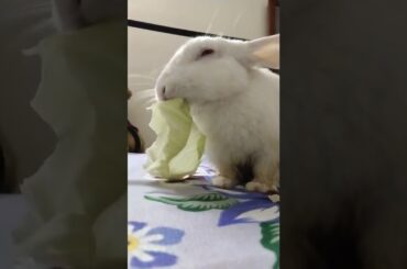 Cute #rabbit #bunny #shorts #vlog #baby video #chubby #bunny #shortvideo