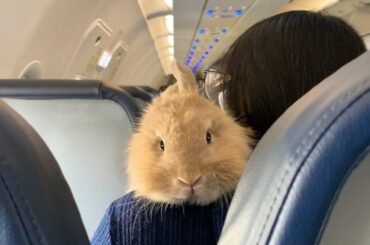 This woman's soulmate is a bunny