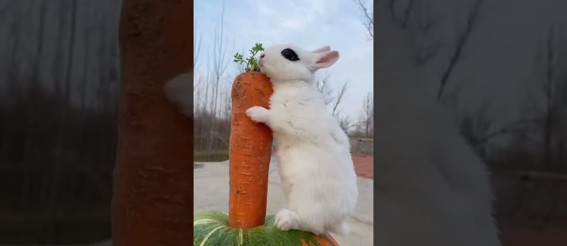 #cute #rabbit 8 #cute #rabbit 8