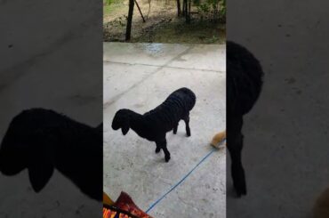 Cute bunny and lamb playing