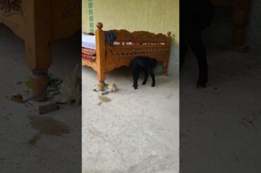 Cute bunny and lamb playing, part 2