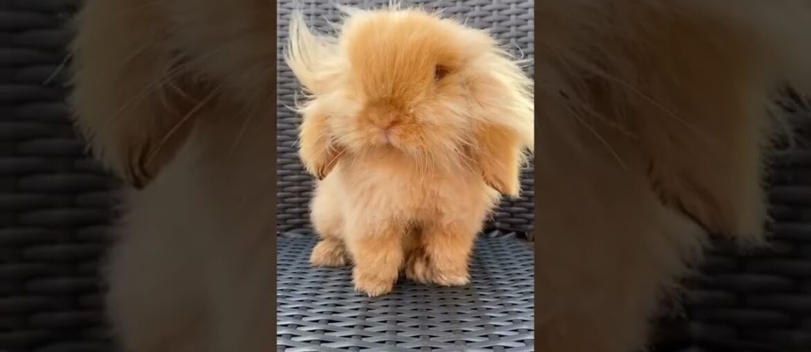 cute bunny / funny bunny / #funny #bunny #rabbit