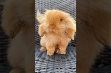 cute bunny / funny bunny / #funny #bunny #rabbit