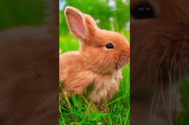 cute rabbit