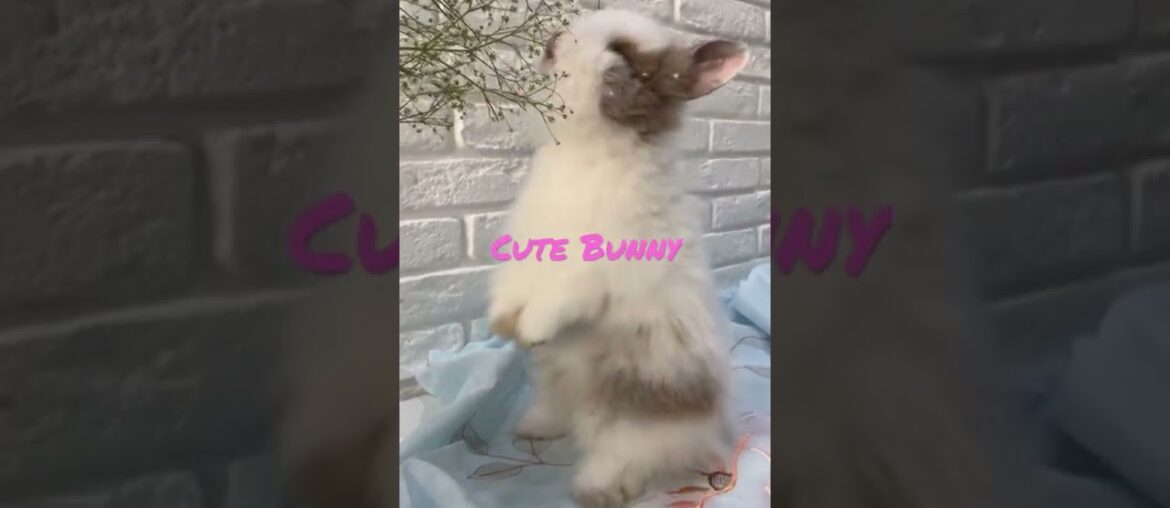 Cute Bunny#shorts Cute Bunny#shorts