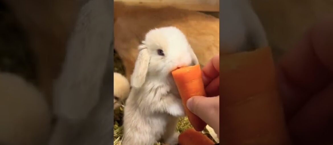 Cute Baby Rabbit Eating Carrot #shorts #short #rabbit #rabbits #animals #animal #bunny #bunnies #pet Cute Baby Rabbit Eating Carrot #shorts #short #rabbit #rabbits #animals #animal #bunny #bunnies #pet