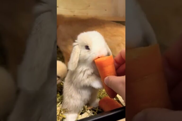 Cute Baby Rabbit Eating Carrot #shorts #short #rabbit #rabbits #animals #animal #bunny #bunnies #pet