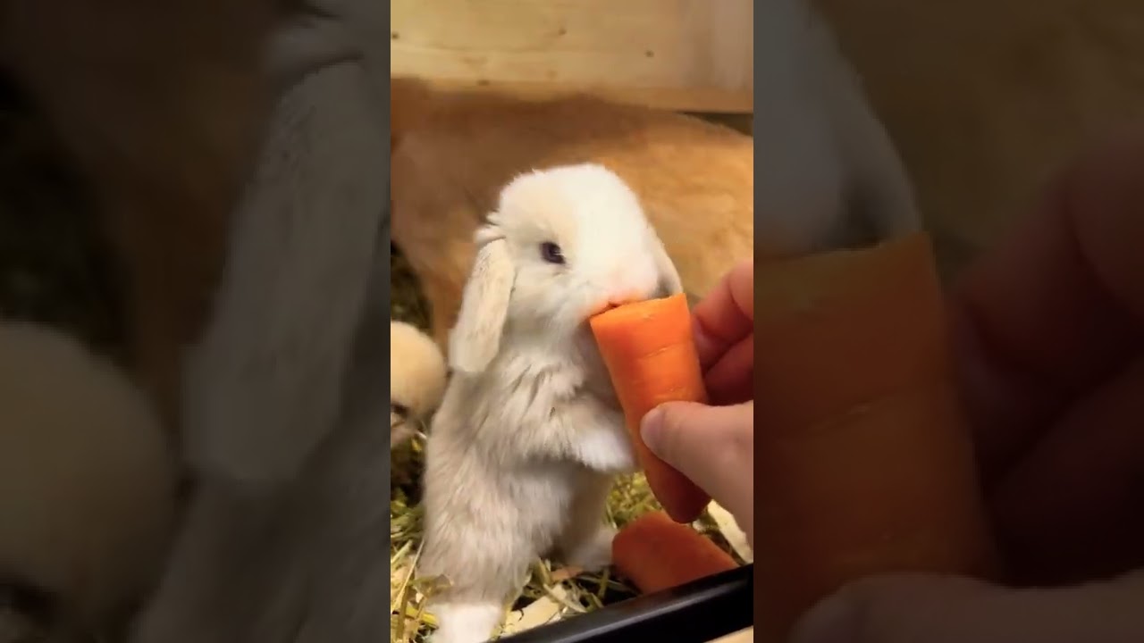 Cute Baby Rabbit Eating Carrot #shorts #short #rabbit #rabbits #animals #animal #bunny #bunnies #pet
