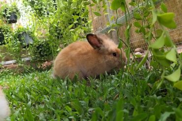 Animals Daily Compilation#045, Cute Bunny Rabbits