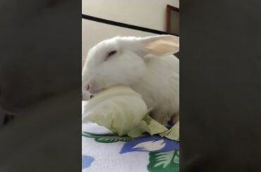 Cute #rabbit #bunny #shorts #vlog #baby video #chubby #bunny #shortvideo