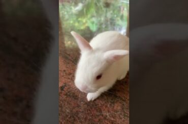 Cute Little Bunnies #cute #bunny #bunnies #rabbit
