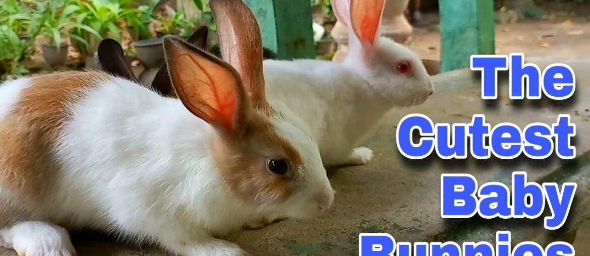 The Cutest Baby Bunnies - Cute Baby Rabbits Playing,Feeding Activities | Bunny Rabbit (Baby Rabbits)