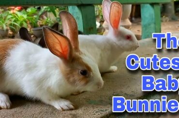 The Cutest Baby Bunnies - Cute Baby Rabbits Playing,Feeding Activities | Bunny Rabbit (Baby Rabbits)