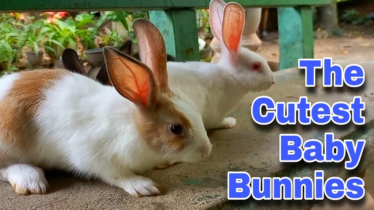 The Cutest Baby Bunnies - Cute Baby Rabbits Playing,Feeding Activities | Bunny Rabbit (Baby Rabbits)