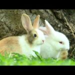Cute Bunny In Garden City - Bunny Video 0003