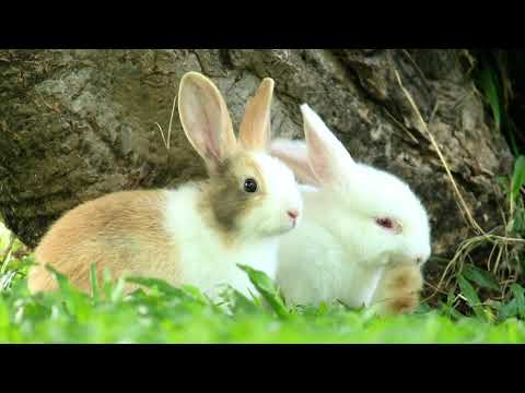 Cute Bunny In Garden City – Bunny Video 0003 Cute Bunny In Garden City - Bunny Video 0003