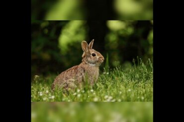 Cute Rabbit Short videos#youtubeshort#viralvideos
