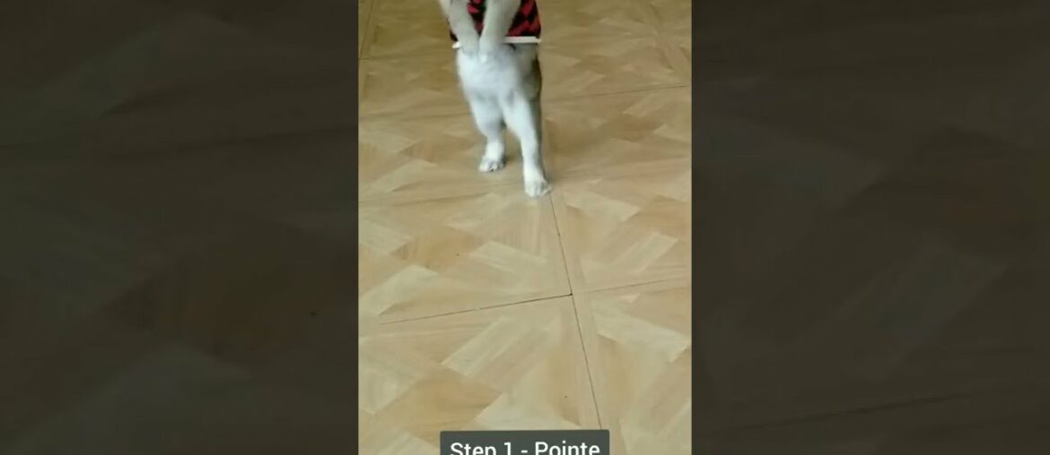 Cute Bunny Dancing Ballet (dance challenge) #shorts #dance Cute Bunny Dancing Ballet (dance challenge) #shorts #dance