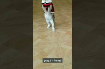 Cute Bunny Dancing Ballet (dance challenge)  #shorts #dance