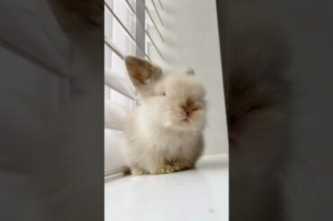 Funny and Cute Baby Bunny , Cute Bunny ,  # funny videos , #tiktok , #funny Rabbit