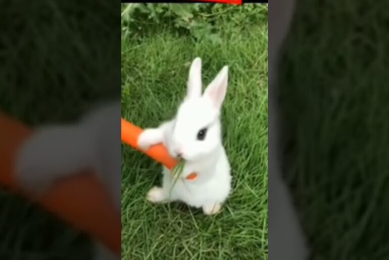 Cute rabbit#shots#videos