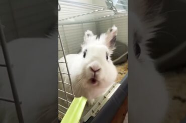Cute Bunny Loves Eating #bunny #rabbit #pets #shorts #youtubeshorts #tiktok #instagram #cute #trend