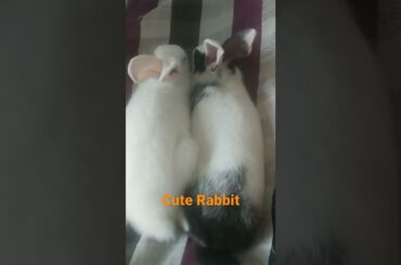 Cute Rabbit #cuterabbit