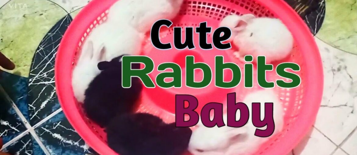 My Cute Rabbits Baby...// @Little Elma