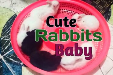 My Cute Rabbits Baby...// @Little Elma