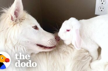 Dog Can't Stop Smiling When He Gets A Bunny Sister | The Dodo Odd Couples