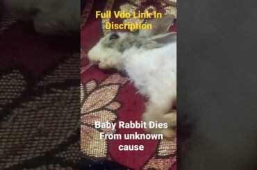 Cute Baby Rabbit Dies From Unknown Cause #short #shorts #animal #animals #rabbit #pets #pet #bunny