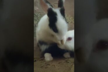 Eve #shorts #shortvideo #short #shortvideo #cutebunny