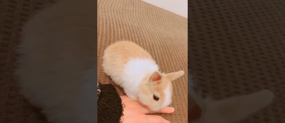 Cute Baby Bunny | Baby Rabbit #shorts #short #rabbit #rabbits #animals #pets #pet #cutebunny #bunny Cute Baby Bunny | Baby Rabbit #shorts #short #rabbit #rabbits #animals #pets #pet #cutebunny #bunny
