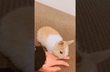 Cute Baby Bunny | Baby Rabbit #shorts #short #rabbit #rabbits #animals #pets #pet #cutebunny #bunny