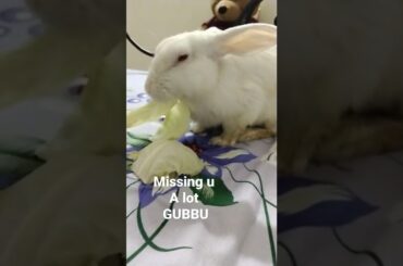 Cute #rabbit #bunny #shorts #vlog #baby video #chubby #bunny #shortvideo