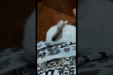 CUTE BUNNY