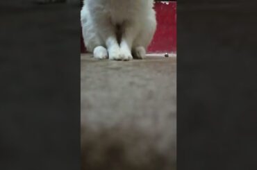 cute rabbit , cute pose #shorts #viral #subscribe #rabbit