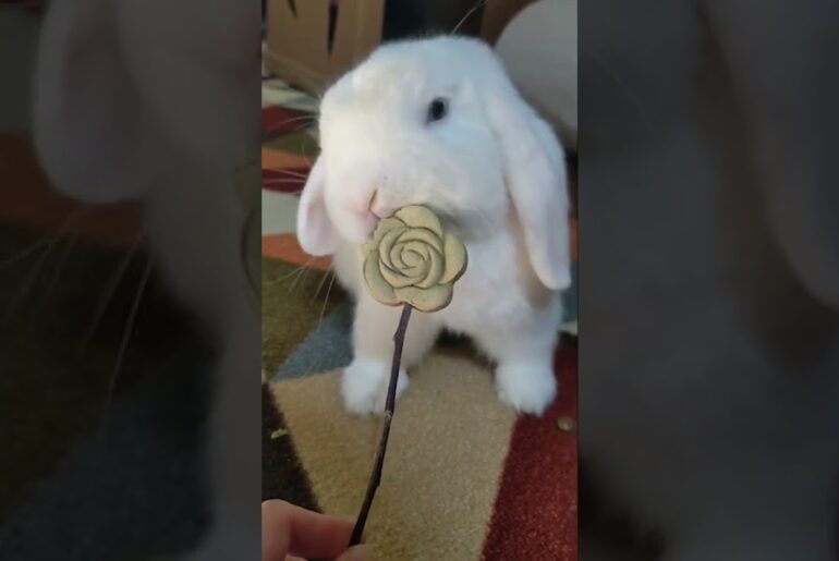 ASMR from a cute bunny