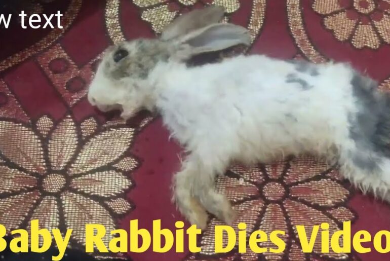 Baby Rabbit Dies Form Unknown Cause | Cute Baby Rabbit #rabbit #bunny