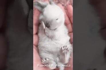 cute animal l cute rabbit #shorts