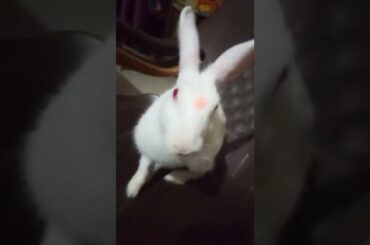 cute rabbit