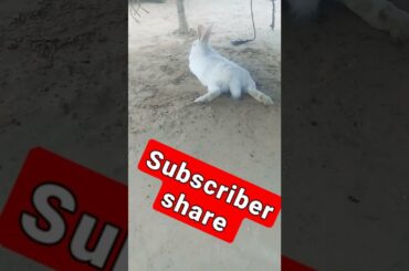Funny and Cute baby  Rabbits video #rabbit #shorts #virl