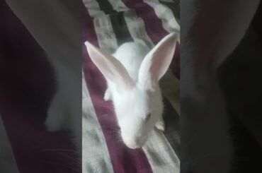 cute rabbit short #rabbit #shorts #cuterabbit
