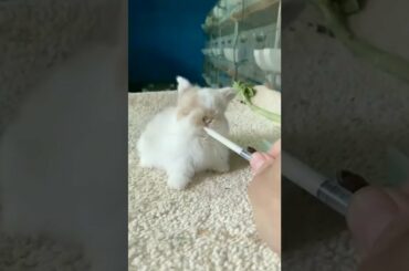 81- Cute baby rabbit #rabbits #rabbitrescue #rabbits