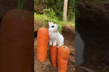#cute #rabbit  1