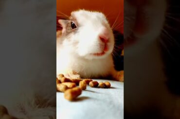 Cute rabbit | #rabbit #shorts #cute